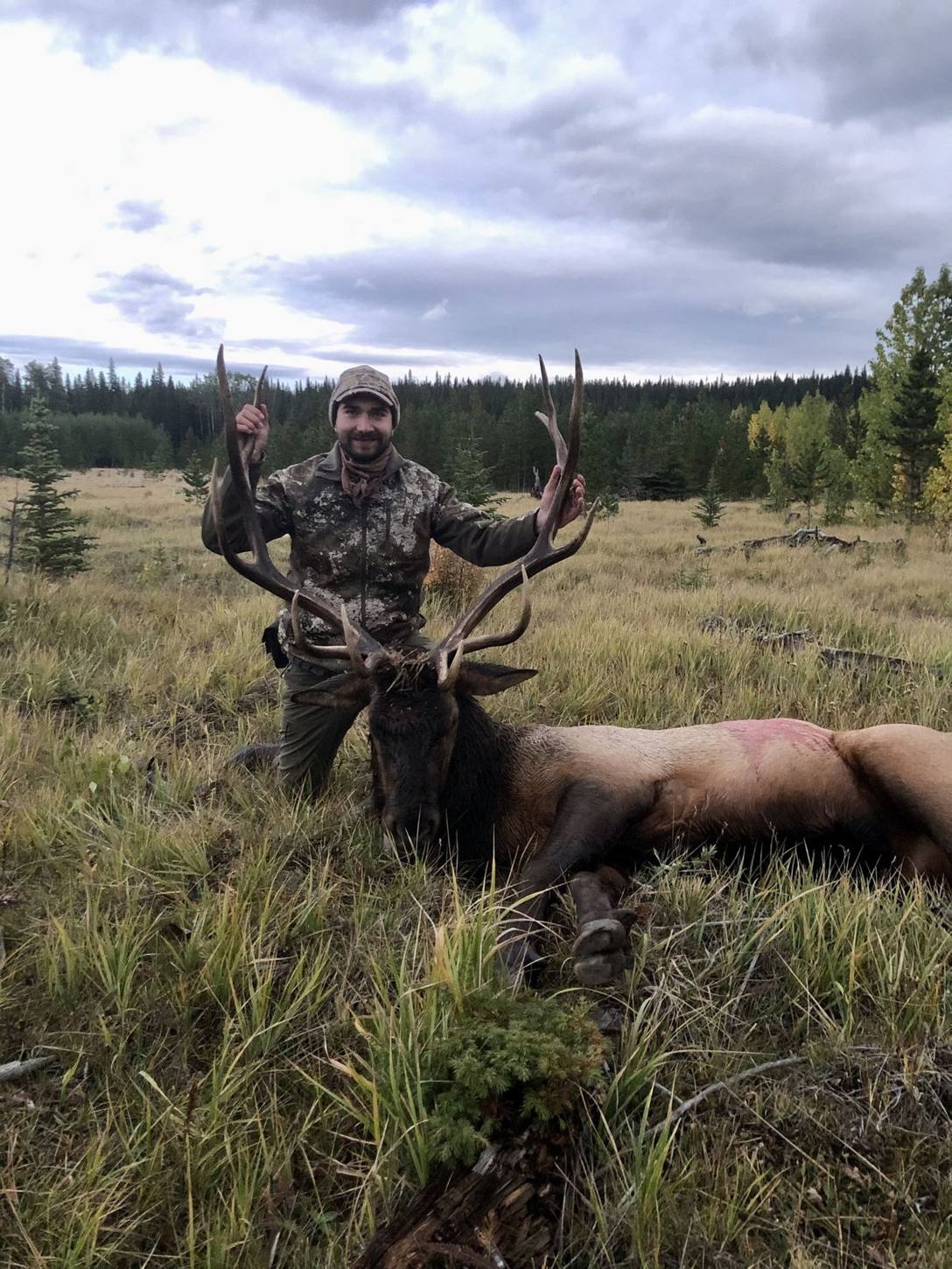 Bull elk in Alberta backcountry