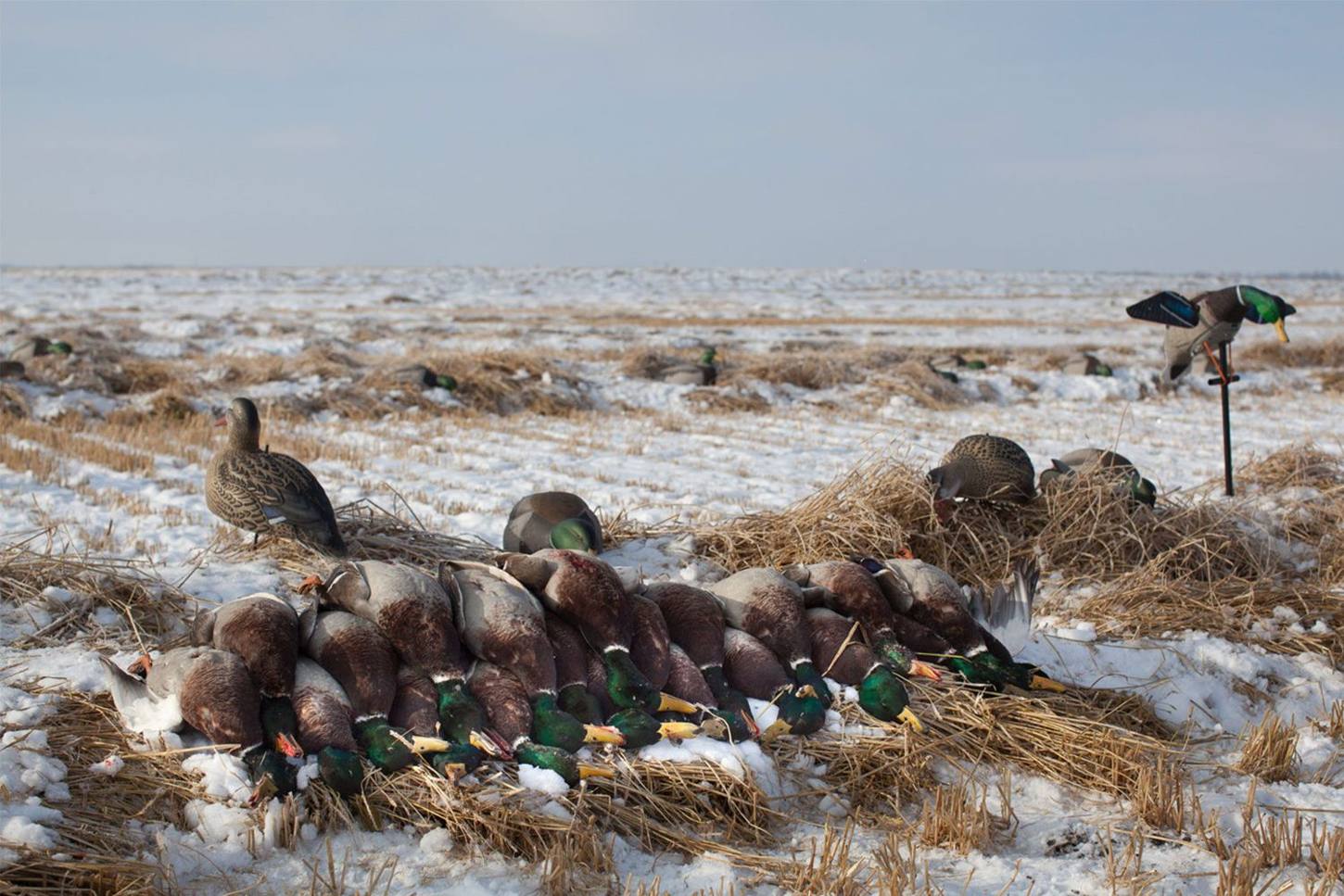 Zarichny Outfitting hunt photo
