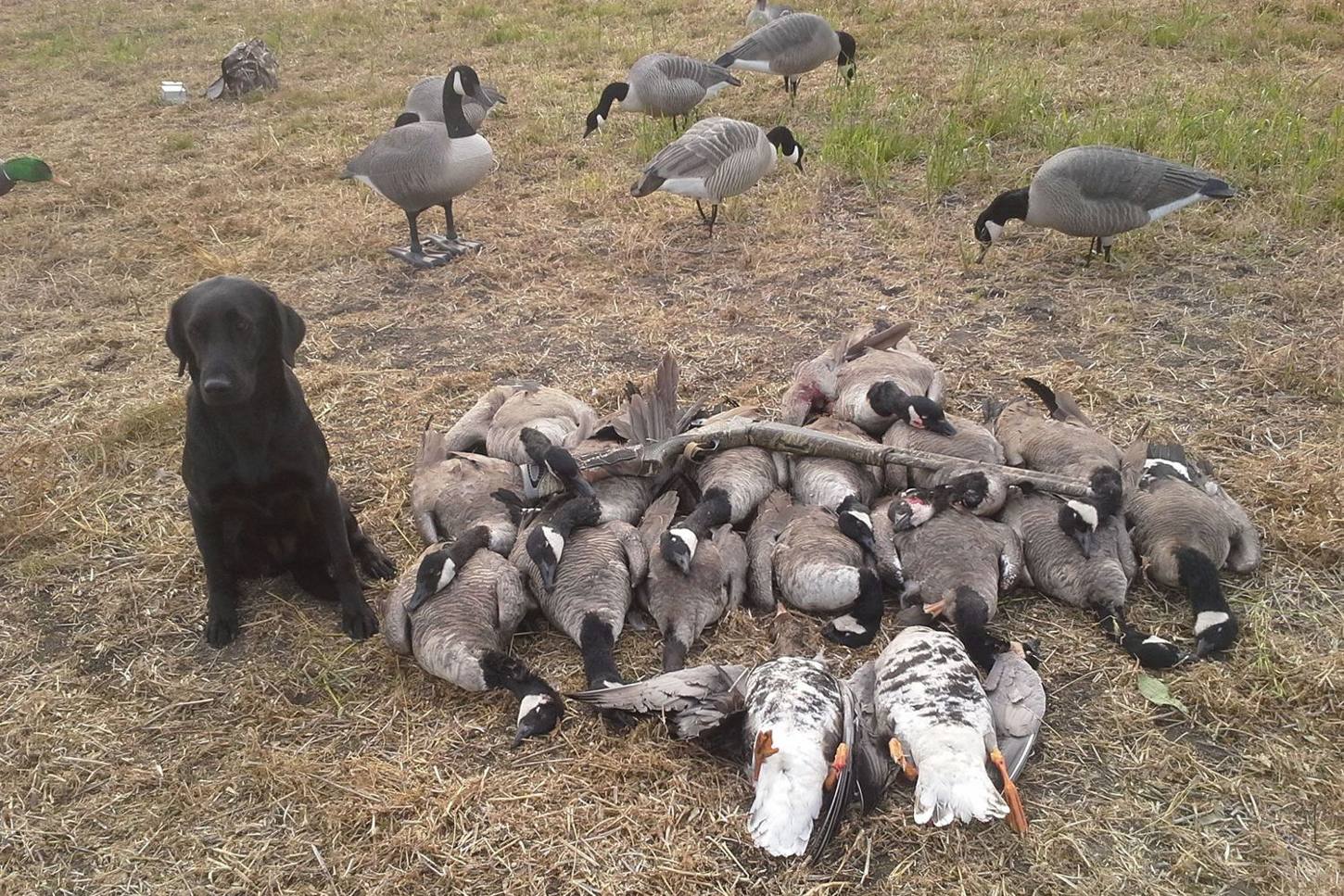 Retriever with a morning of Alberta geese