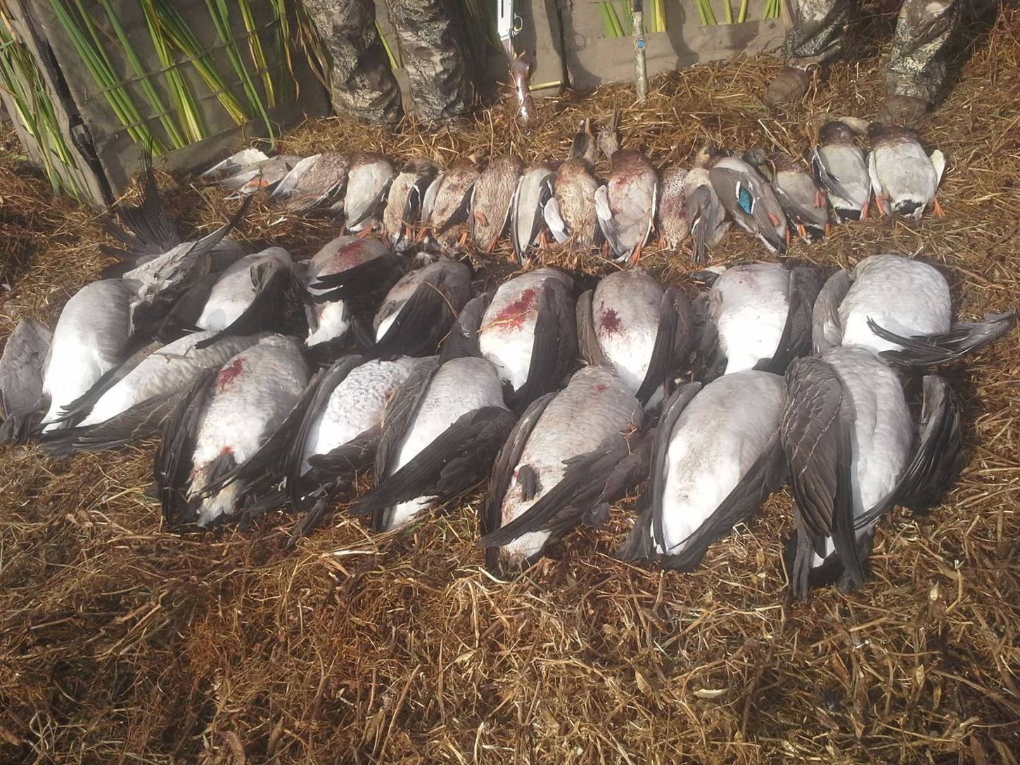 Zarichny Outfitting hunt photo
