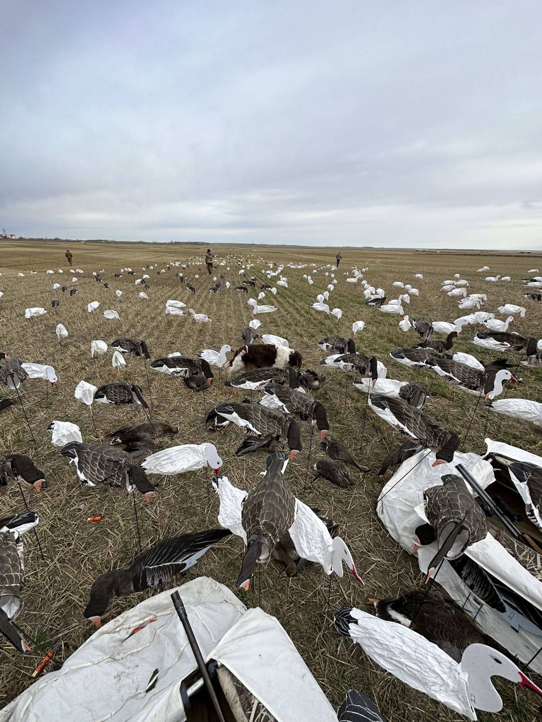 Zarichny Outfitting Alberta hunt photo