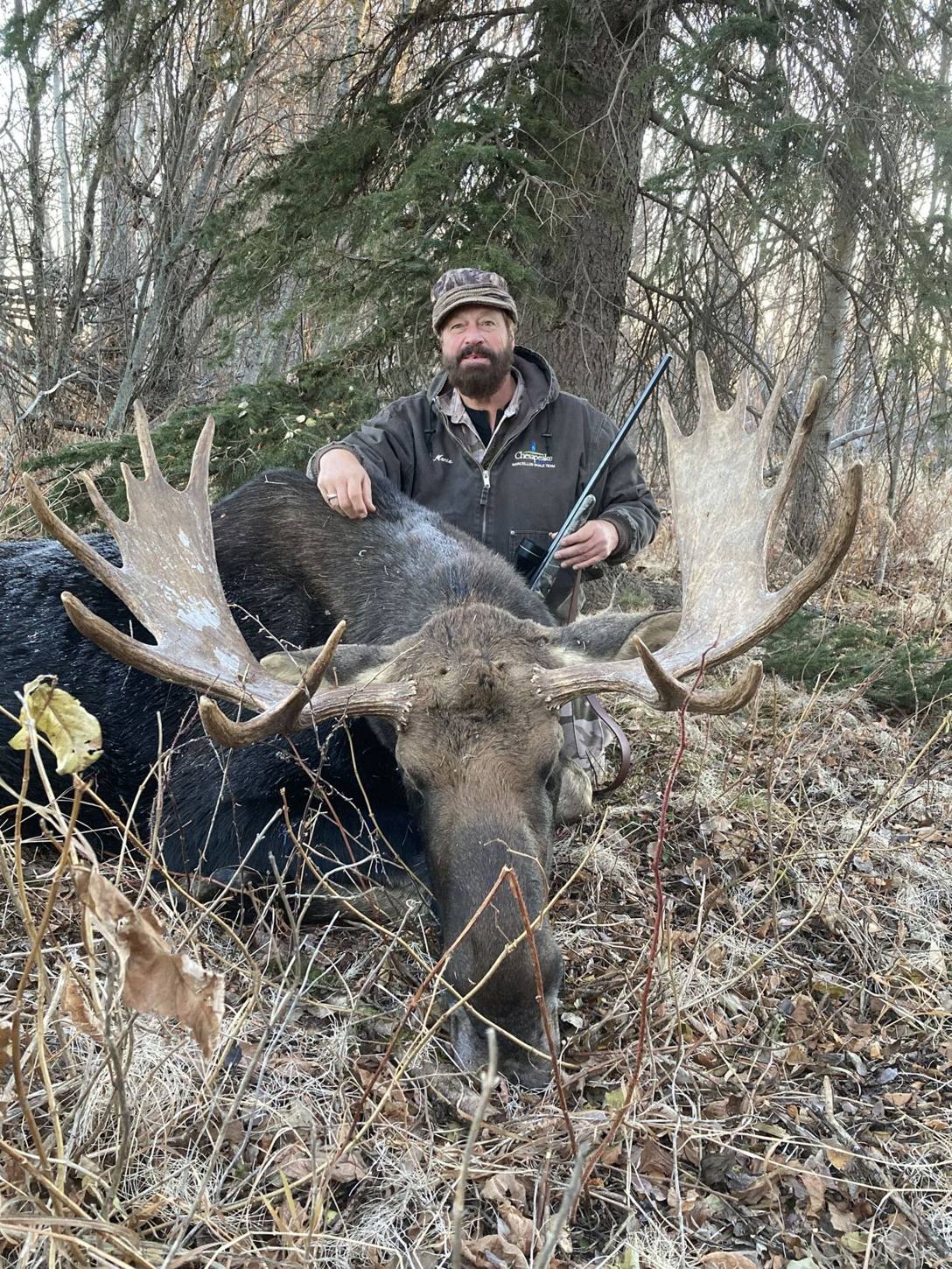 Bull moose in Alberta willows