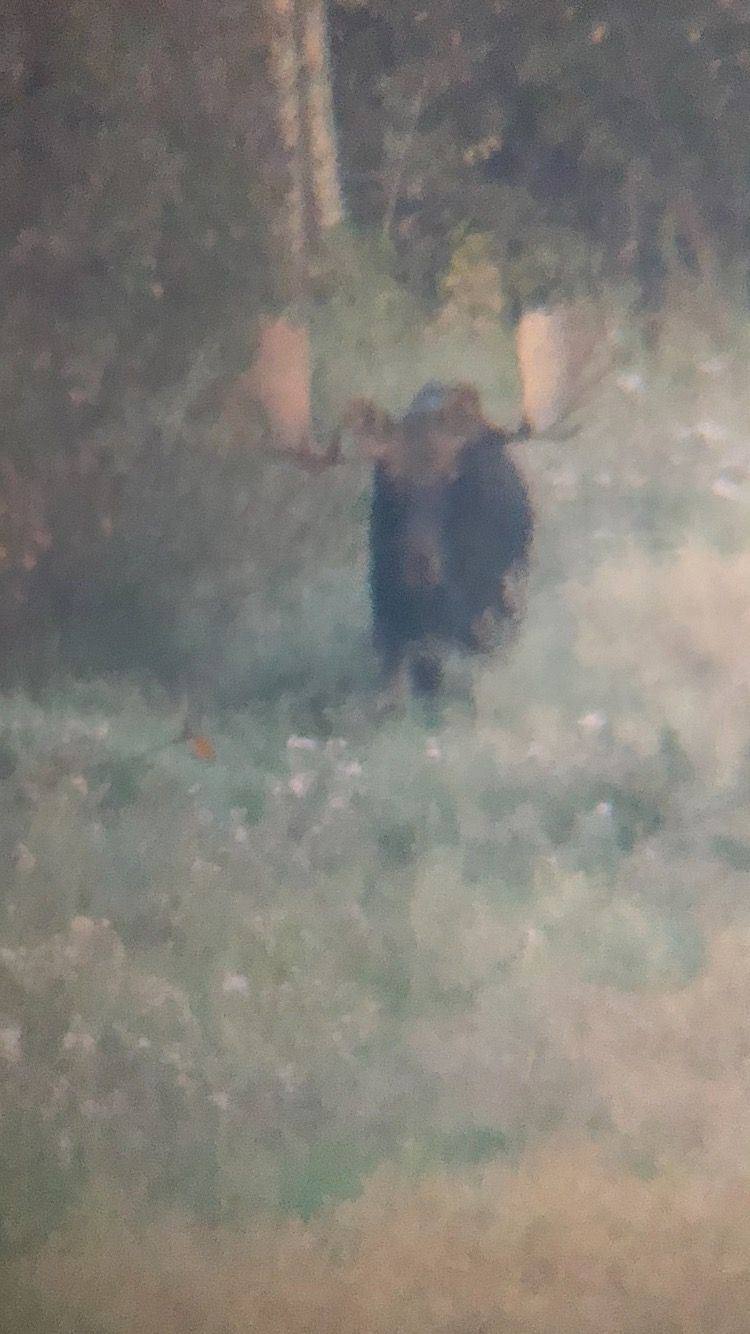 Zarichny Outfitting hunt photo