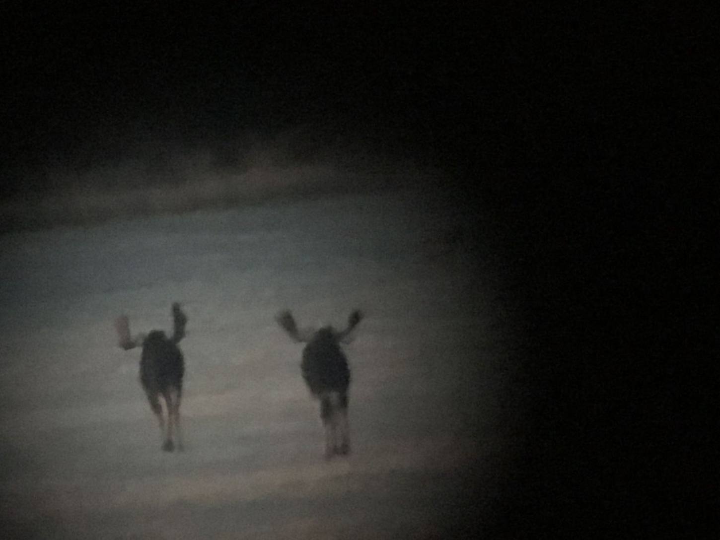 Zarichny Outfitting Alberta hunt photo
