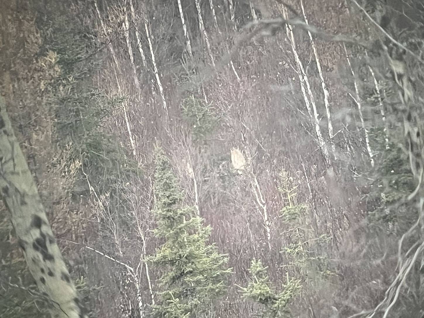 Zarichny Outfitting hunt photo