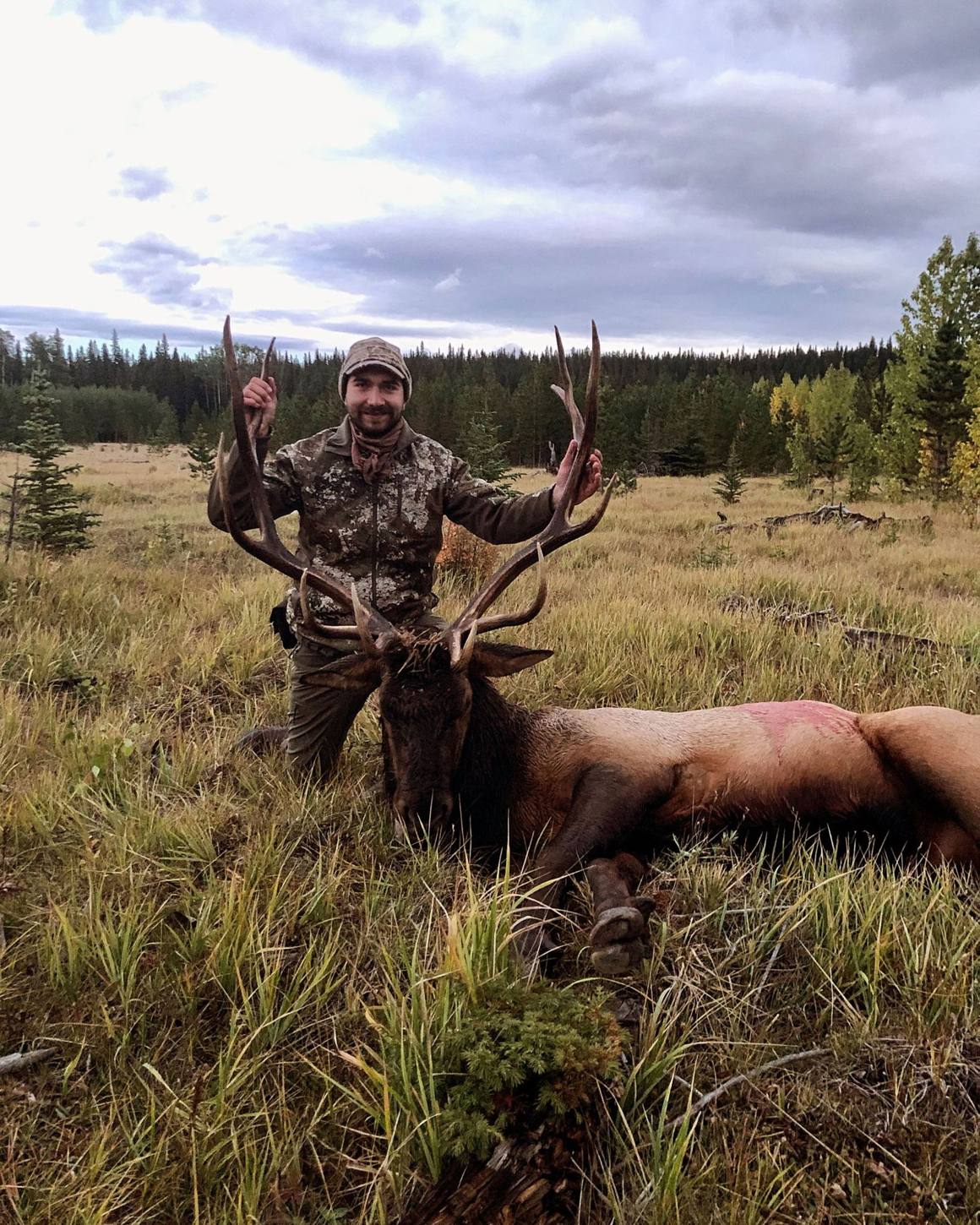Alberta bull elk